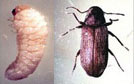 Anobium (estados)