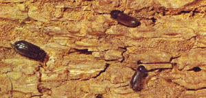 Grupo Anobium